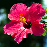 i deserve tranquility candle - hibiscus & teakwood