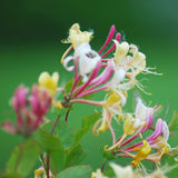 i deserve healing candle - jasmine & honeysuckle