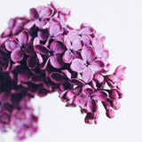 i deserve peace candle - vanilla & lavender