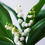 i deserve forever candle - lychee & rose