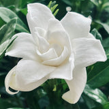 i deserve forever candle - lychee & rose