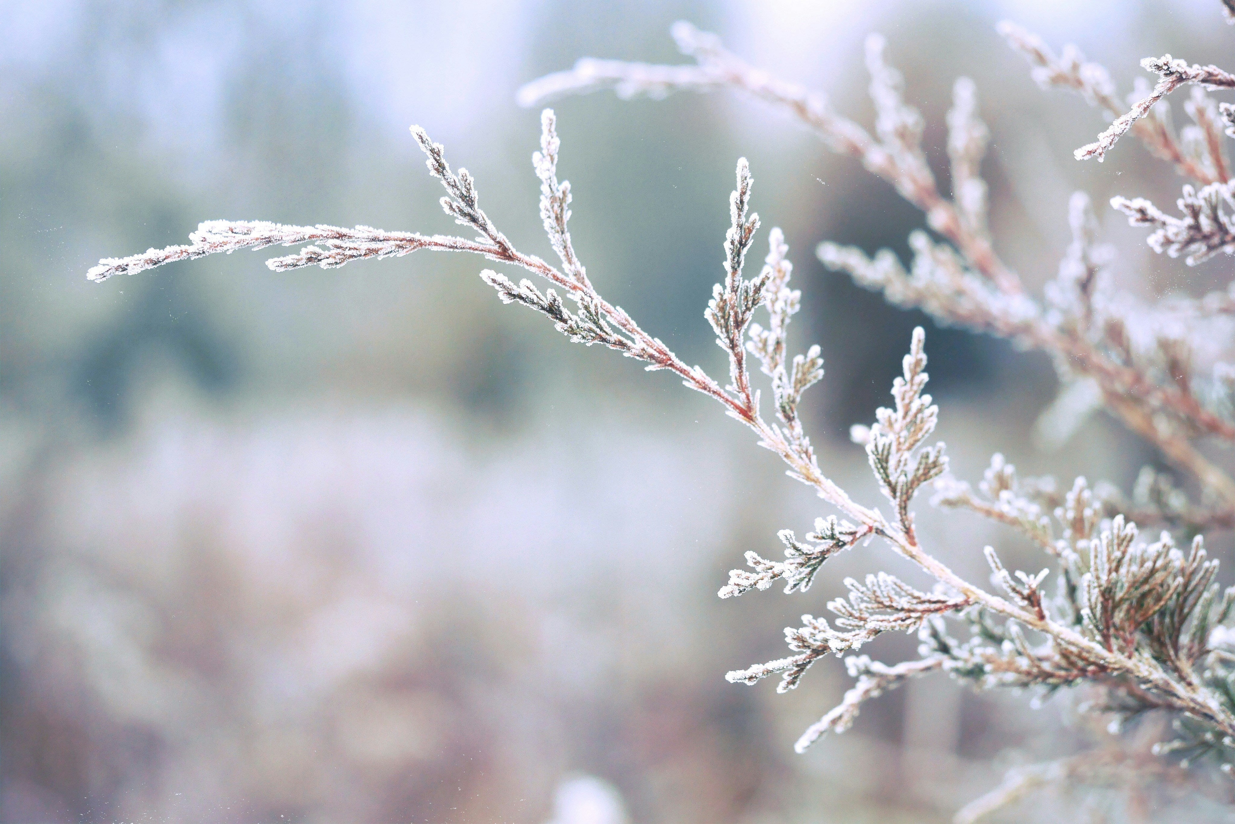 Frost-covered branches against a blurred natural background