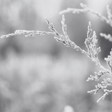 i deserve renewal - peppermint & pine candle