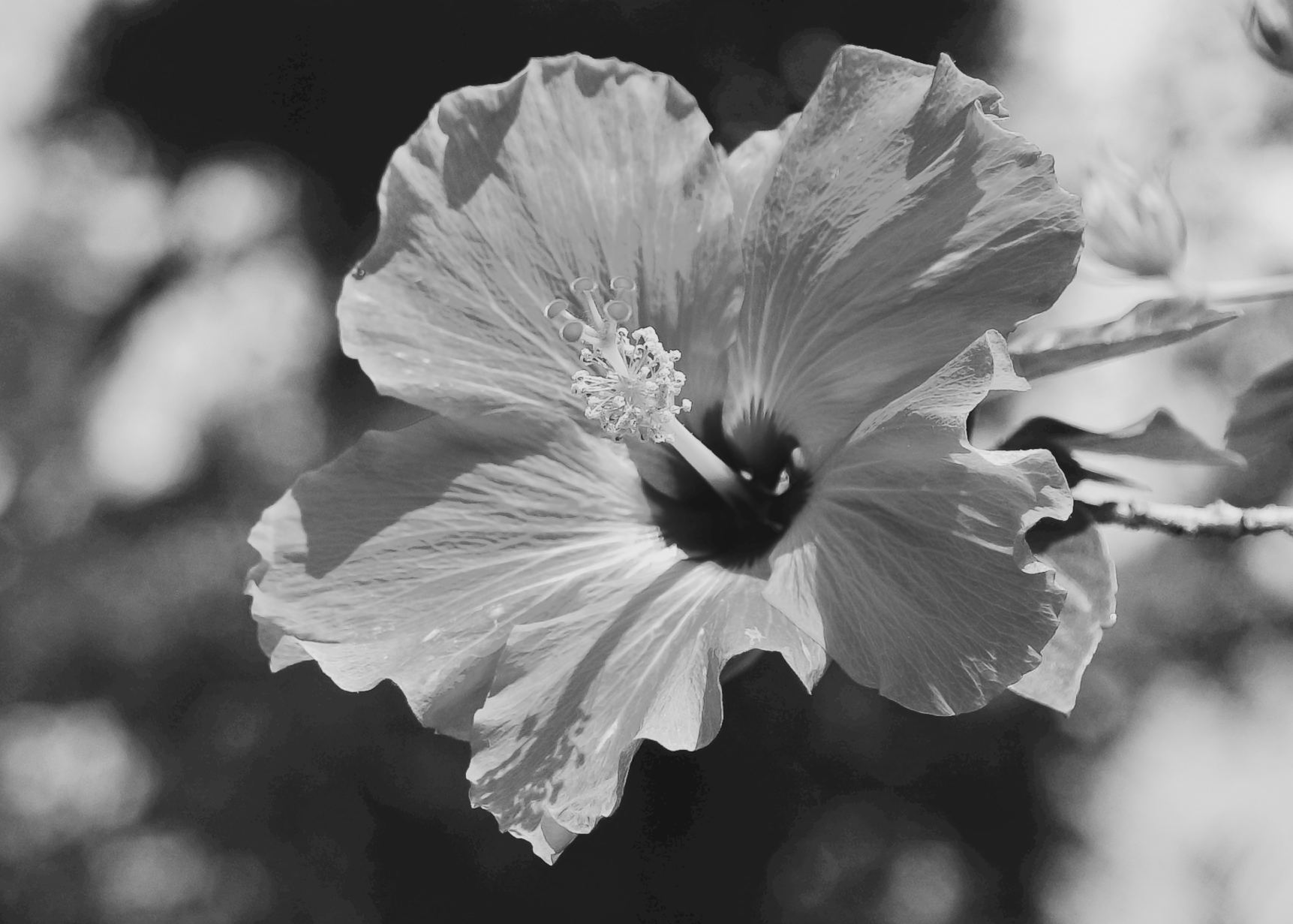 Black and white flower with a blurred background