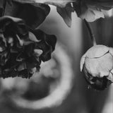 aromatherapy discovery duos